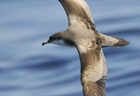 Shearwater bullers 103022jpg.jpg